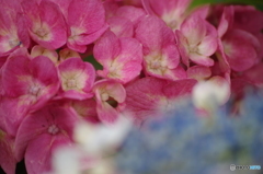 紫陽花の八変化の1