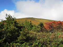 五葉松平から山頂を望む