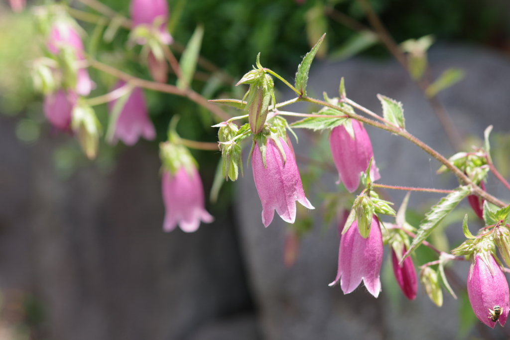 花散歩‐蛍袋