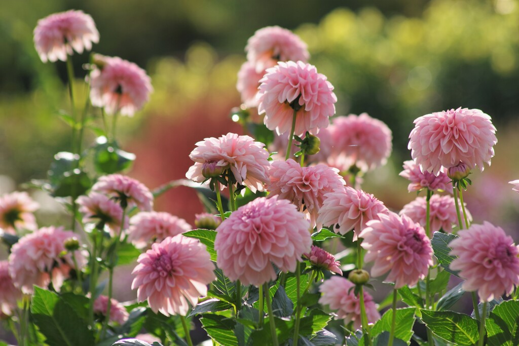 山形のダリア-ティアラ