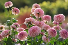 山形のダリア-ティアラ