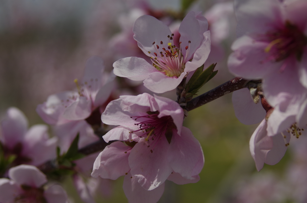 桃の花-2