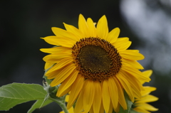 花散歩‐小さな黄色の向日葵