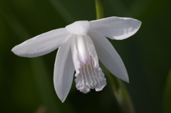 花散歩‐紫蘭の白花