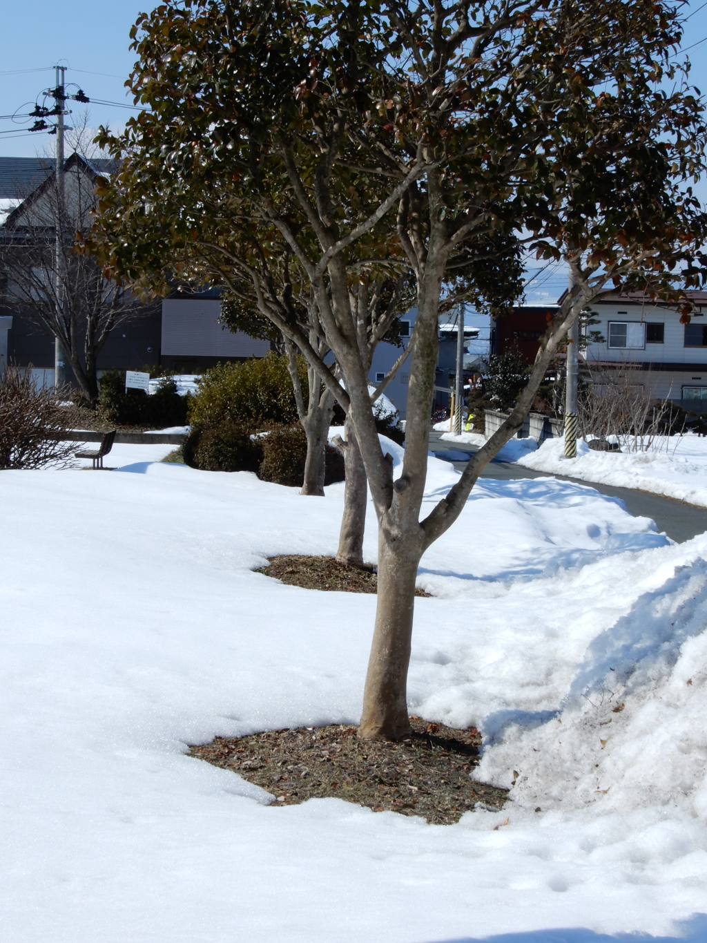 山茶花の根方から春が。。