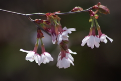 西蔵王高原で花散歩-オクチョウジザクラ