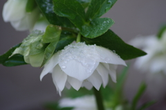 春の雪-白いクリスマスローズ