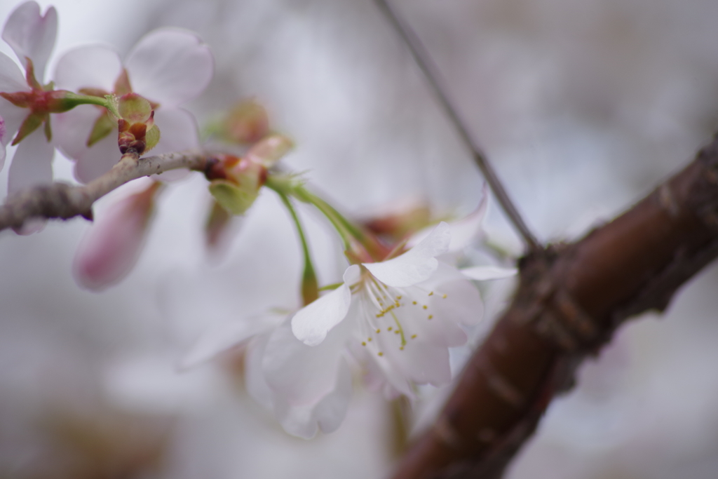 山形の桜尽くし-15