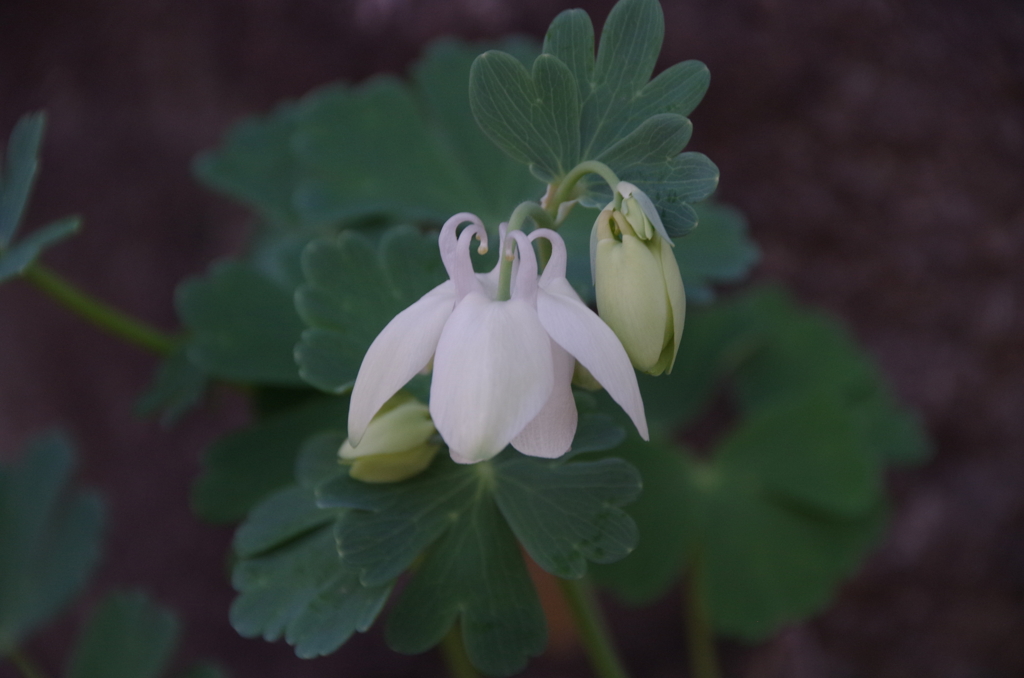 花散歩‐白花の深山苧環1