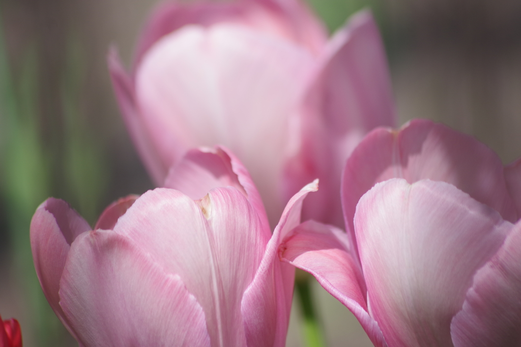 久々の花散歩‐ピンクのチューリップ