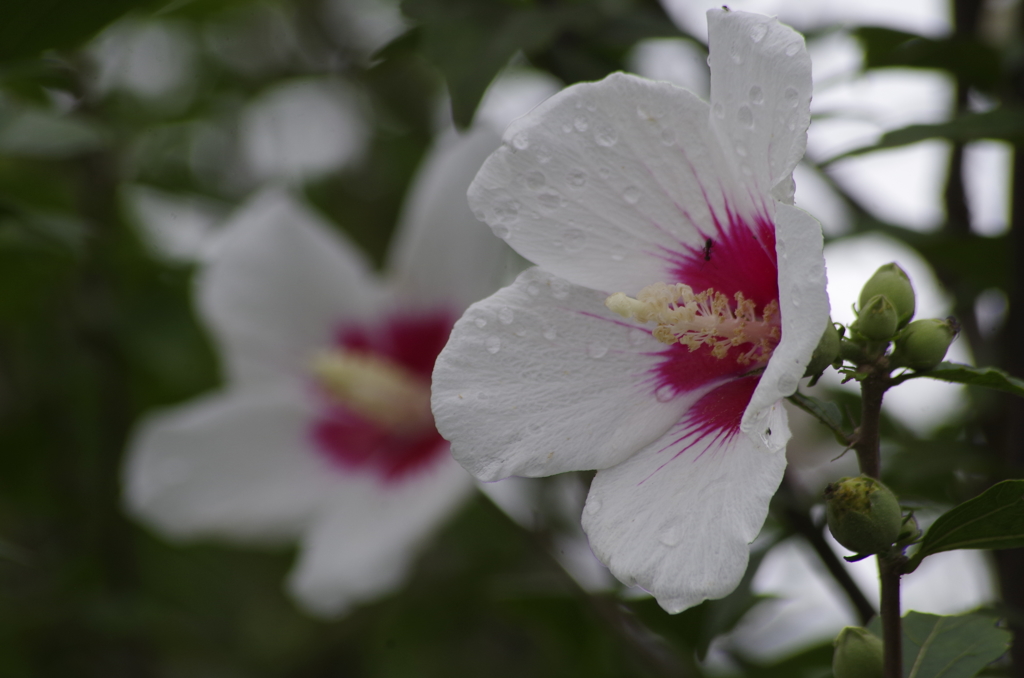 花散歩-白花底赤のムクゲ