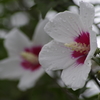 花散歩-白花底赤のムクゲ