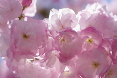 子安観音堂の手毬桜-3