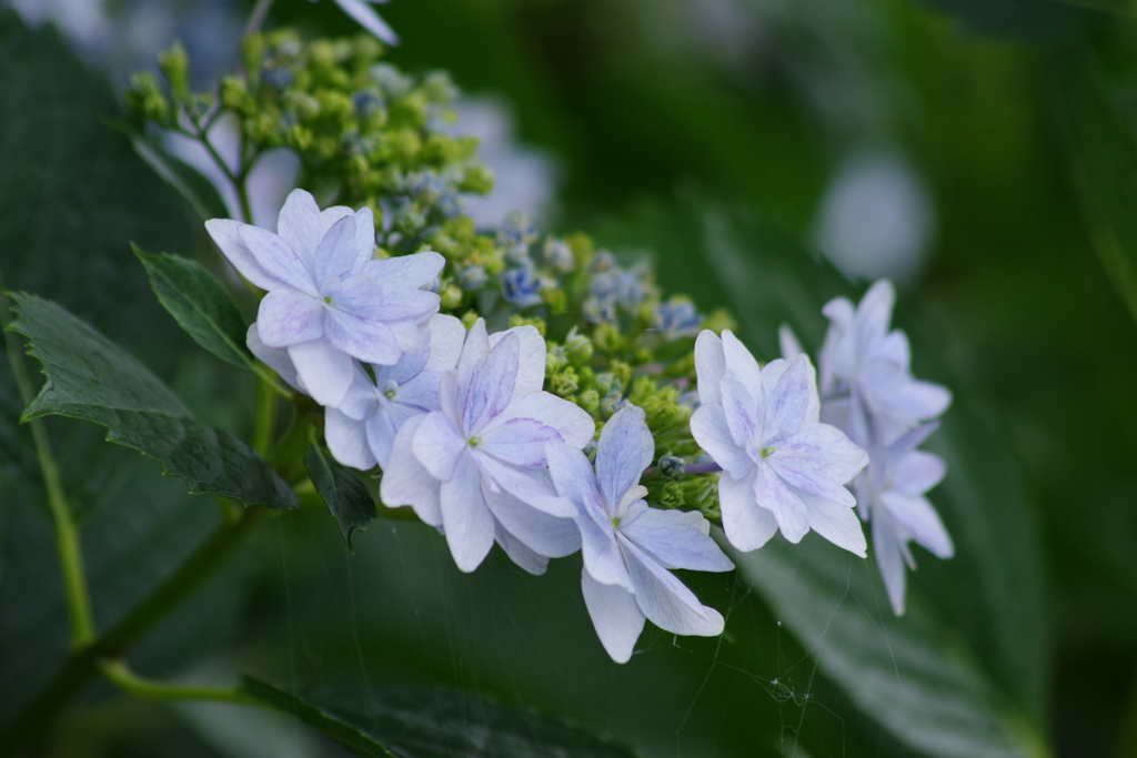 梅雨空に似合う花-紫陽花8