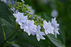 梅雨空に似合う花-紫陽花8