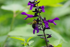 花散歩-スーパーサルビアロックンロールと熊蜂