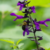 花散歩-スーパーサルビアロックンロールと熊蜂
