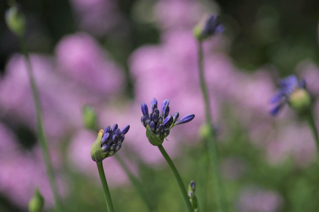 ゆり園の花たち‐アガパンサス