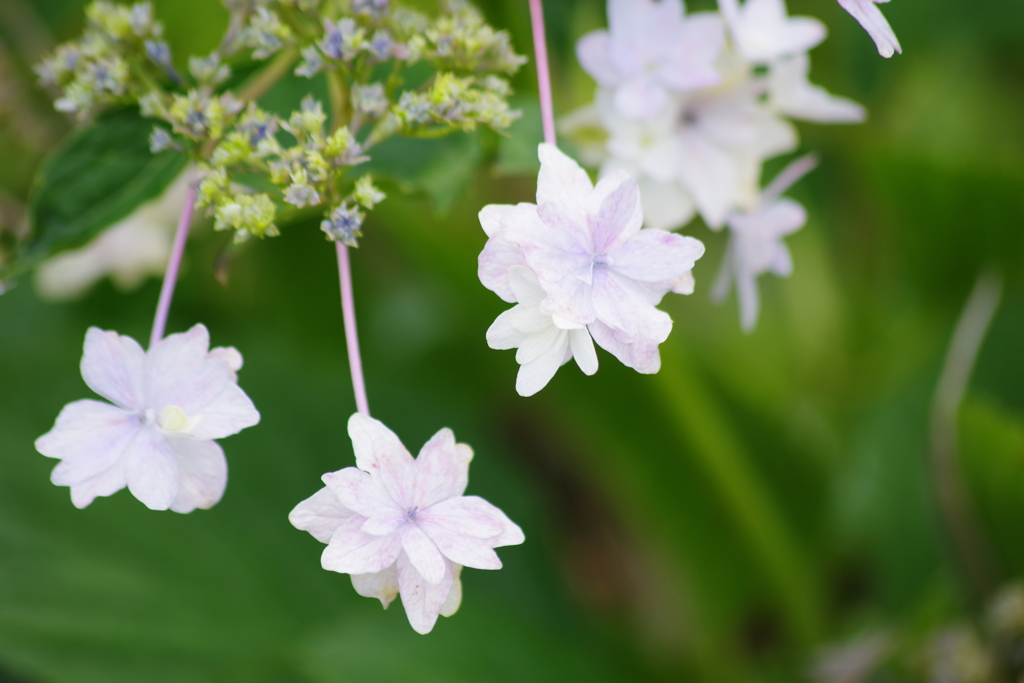 花散歩-パパっと花火