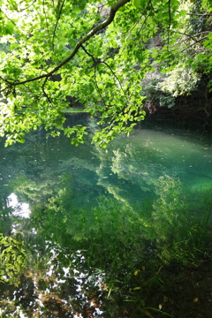 青い池と緑の映り込み-4