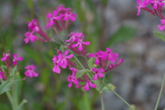 花散歩‐虫取り撫子