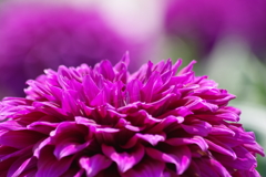 真夏のダリア-パープルプラネッツ