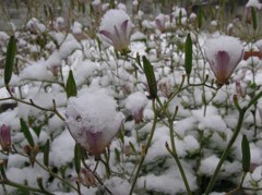 ほわほわの雪-1