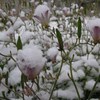 ほわほわの雪-1