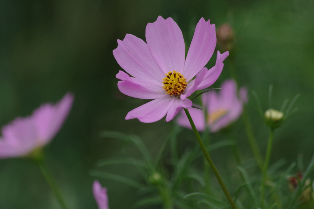 花散歩-秋桜