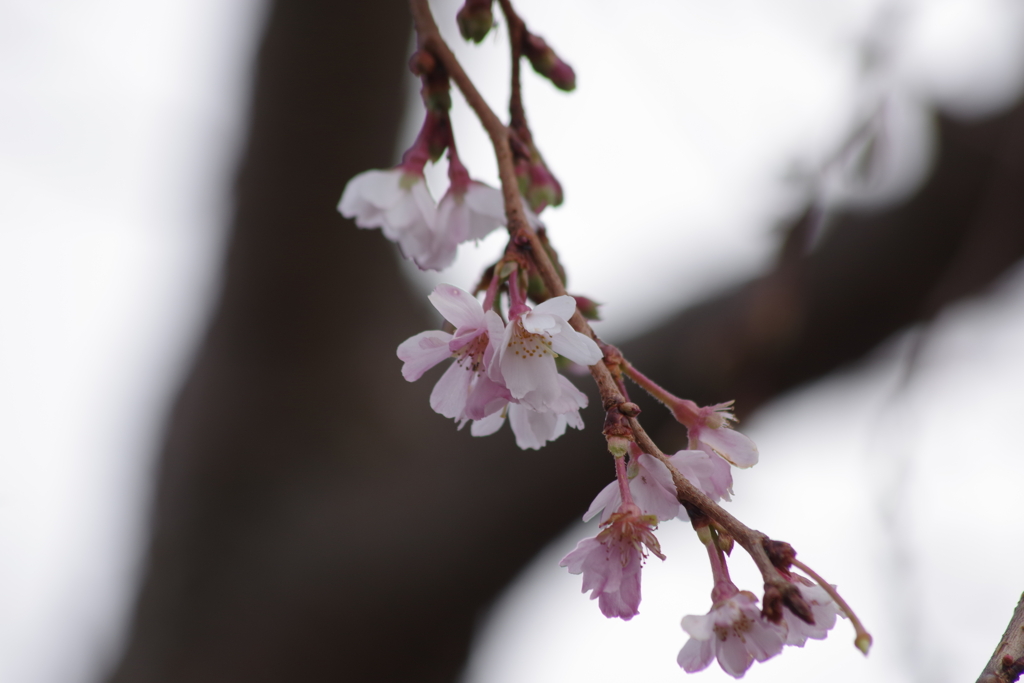 花散歩-十月桜