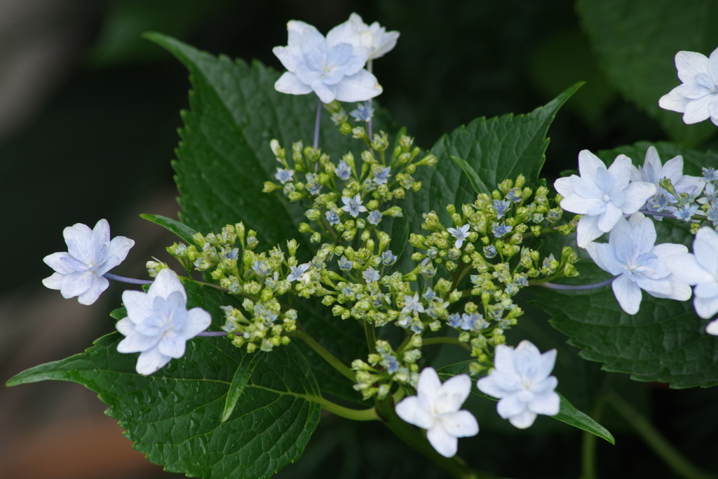 花散歩‐紫陽花19