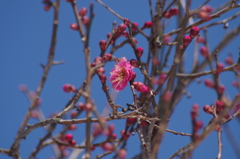 紅梅も咲いています