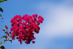 花散歩-青い空に百日紅