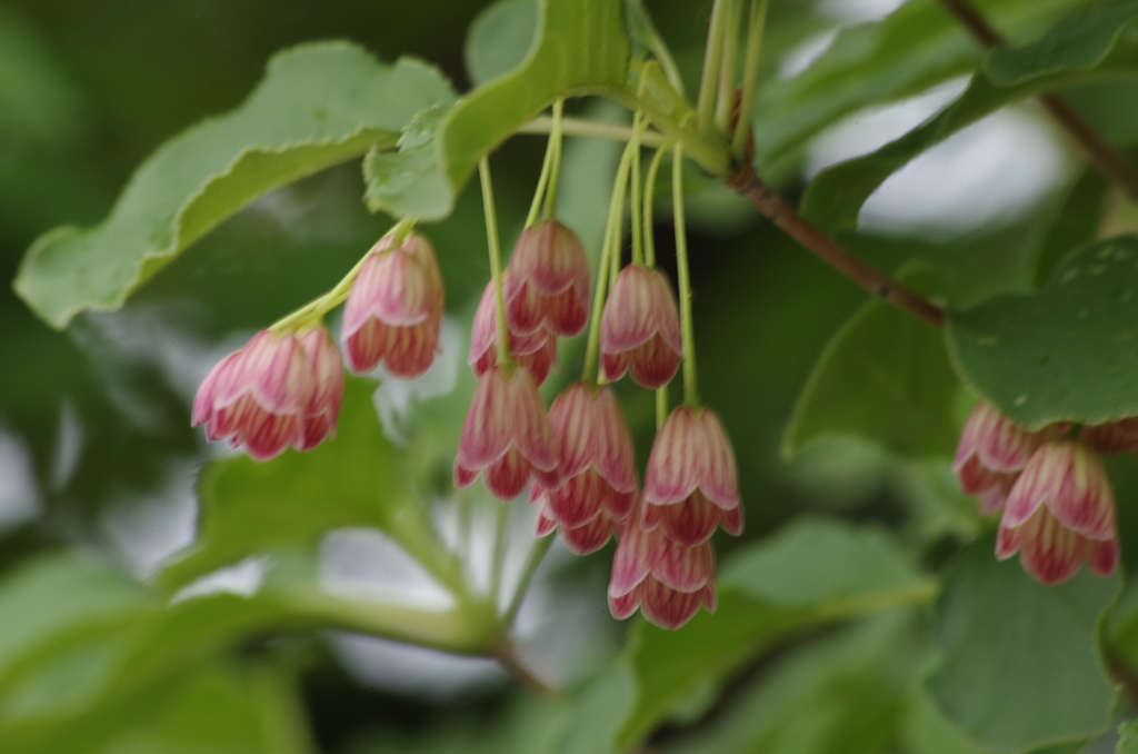 雨の日の花散歩‐サラサドウダン