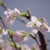 寒さの中で‐啓翁桜2