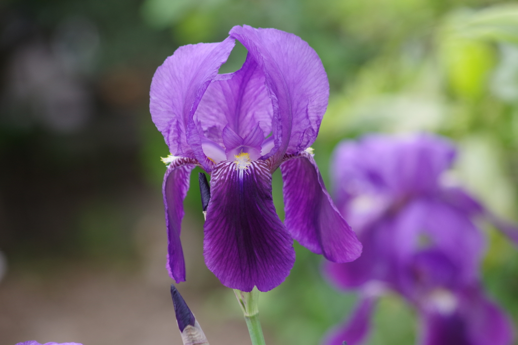 花散歩‐ジャーマンアイリス