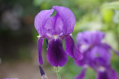 花散歩‐ジャーマンアイリス