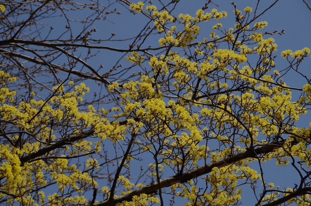 もうすぐ桜と共演