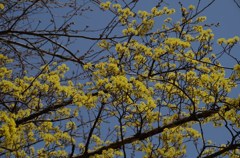 もうすぐ桜と共演