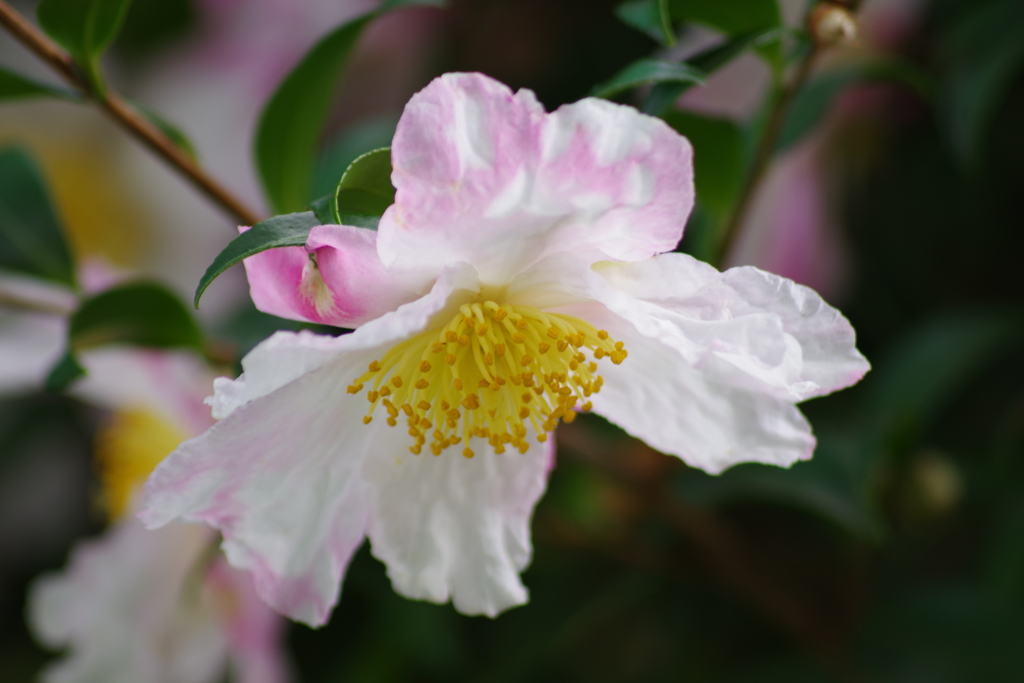 花散歩‐山茶花