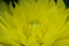 秋田のダリア-1