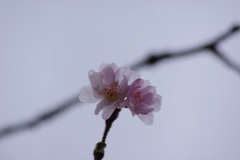 十月桜-7