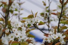 果樹の花-梨2