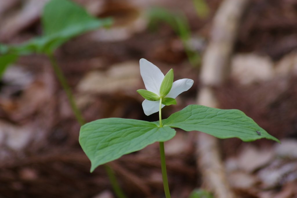 大花の延齢草