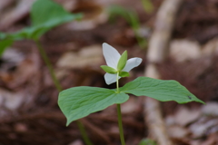大花の延齢草