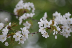 山形の桜尽くし-14