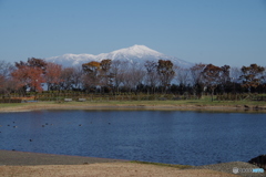 白鳥池と鳥海山