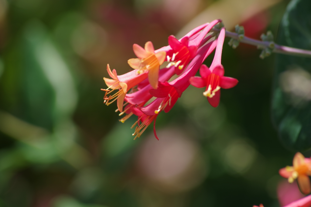 五月の風-突抜忍冬