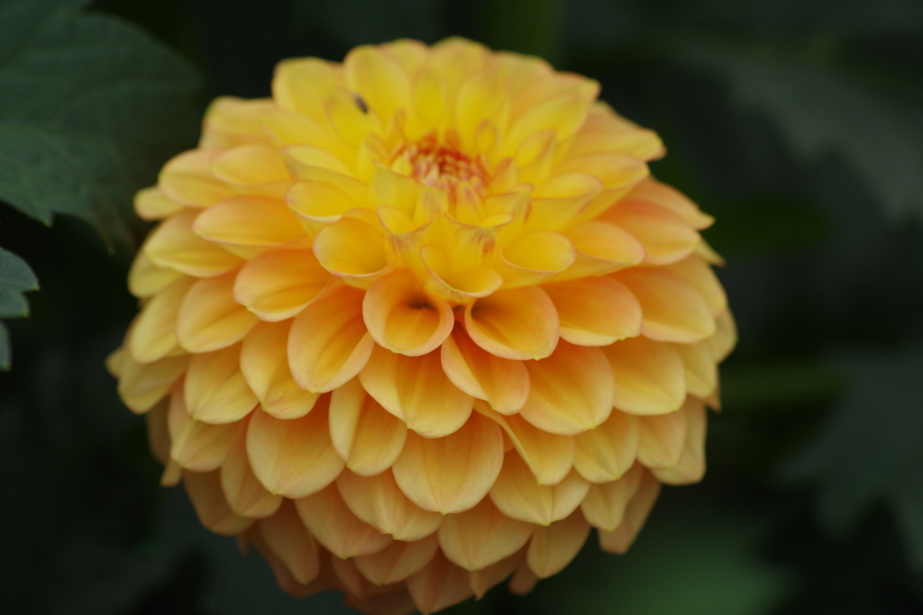 秋田のダリア-2017新作27