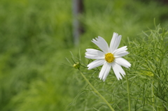 花散歩‐白花一輪だけ